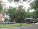 St. Charles Avenue New Orleans streetcars behind tree with Mardi Gras beads