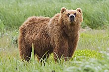Brown bear in grass