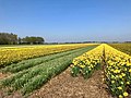 Field of flowers in 2e Exloërmond