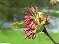 Persianparrotia eli parrotia (Parrotia persica)