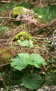 A. alliariae