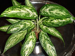 Aglaonema commutatum 'pseudobracteatum'