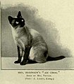 Ah Choo di proprietà di Mrs Robinson; femmina Siamese di colore seal point dei primi del 1900