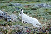 Арктичний заєць (Lepus arcticus)