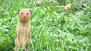 small Indian mongoose (Urva auropunctata).