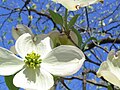 Dogwood species Cornus florida inflorescence showing four large white bracts and central flower cluster.