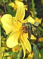 Lepidophora on Bidens laevis