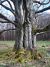 Buche bei Urspringen (2009)