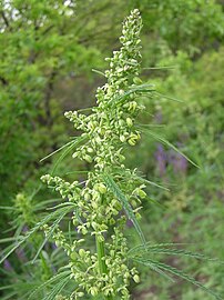 Wild male specimen, Russia