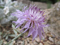 Centaurea niederi.