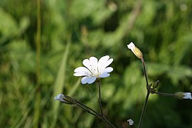 Cerastium arvense L. — Meadow chickweed