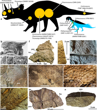 Silhouettes of dinosaurs showing where skin impressions shown below were located