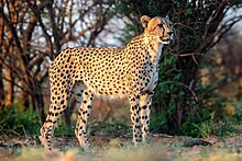 Male cheetah, in South Africa