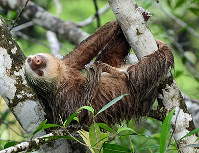 Hoffmann's two-toed sloth, by Goeff Gallice (edited by WolfmanSF)