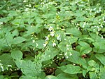 Stor häxört, Circaea lutetiana. Stjälk 15-60 cm, fint småluden. Bladskiva 5-10 cm, äggrund till svagt hjärtlik, mattgrön, med nästan helbräddad till svagt bukttandad kant. Bladskaft trinda utan vingkant, håriga. Blomställningens axel förlängd redan vid blomningen. Blomskaft glandelhåriga, vanligen utan stödblad. Foderblad röda, glandelhåriga. Pistillens märke djupt kluvet. Frukt 3-4 mm, tvårummig.