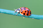 Coccinellidae mais laquelle ? Harmonia axyridis ? - Pour