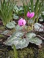 Cyclamen pseudibericum flowering