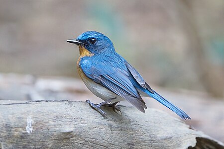 Tickell's blue flycatcher, by JJ Harrison