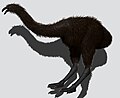 Dinornis robustus