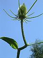 Wilde Karde (Dipsacus fullonum)