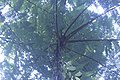 Disamara tree