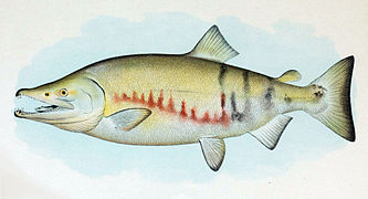 Saumon du Pacifique (Oncorhynchus keta)