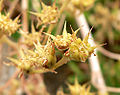 Dudleya edulis