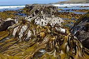 D. poha at Purakanui Bay, Otago