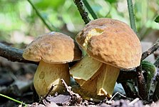 Boletus edulis