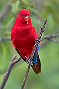 Jurong BirdPark, Singapore, Jurong