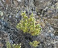 Growing on rock bluff