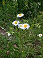 Erigeron annuus, čitava biljka u cvatu