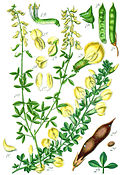 ілюстрація: 2. Chamaecytisus ratisbonensis (Schaeff.) Rothm.