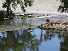 Bird in Los Angeles River