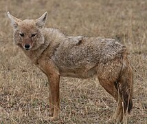 African wolf (Canis lupaster)