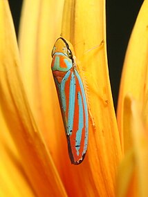 Graphocephala coccinea