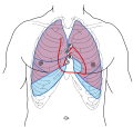 Tórax mostrando las relaciones de superficie de los huesos, pulmones (púrpura), pleura (azul) y corazón (rojo). Las válvulas están indicadas con las letras "B", "T", "A" y "P".