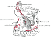 Left maxilla, outer surface