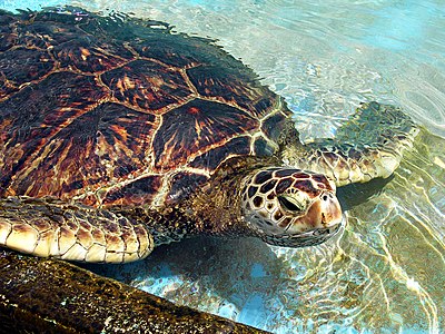 Green sea turtle, by Tokugawapants (edited by Blaise Frazier)