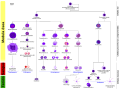 Hematopoese