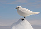 Mouette blanche