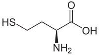 L-Homocystéine