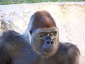 Gorille de l'Ouest (Gorilla gorilla)