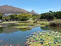 Pond in Green Point Park with Signal Hill and Lion's Head in the background.