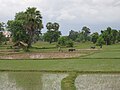 Rice fields in Laos