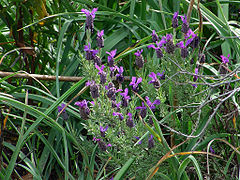 Lavande à toupet Lavandula stoechas