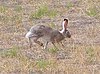 Lepus townsendii