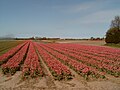 Lisse, tulip field