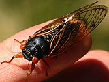 Male dorsal Brood XIII sub-brood, 2020