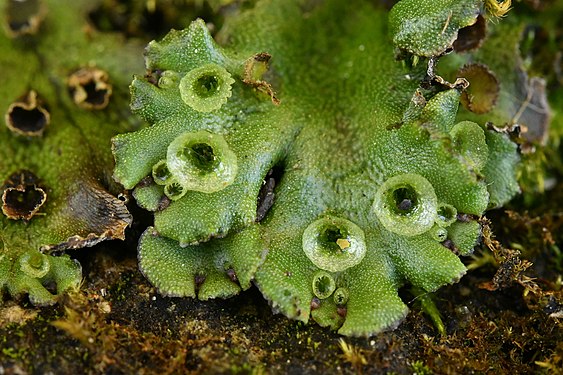 Conceptáculos em forma de taça de Marchantia polymorpha.